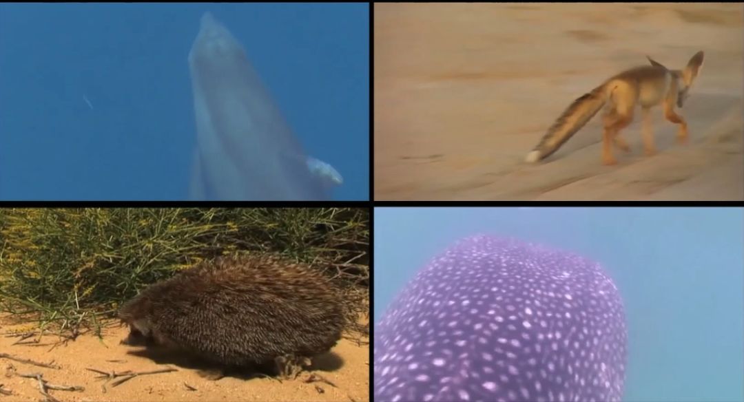 贝斯特 - 全球最奢华的游戏平台